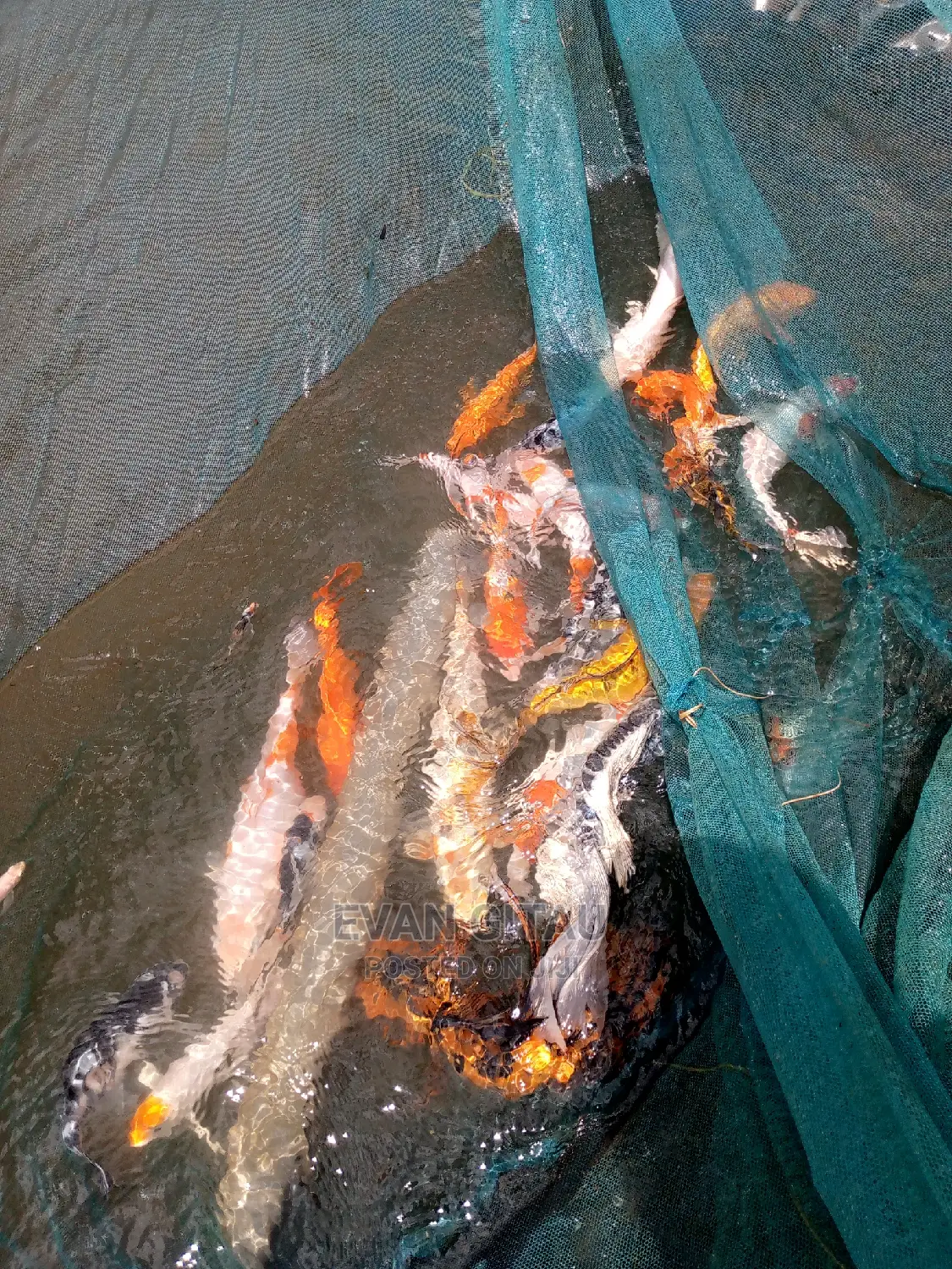 Koi Carp Farm