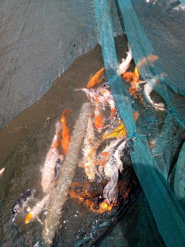 Koi Carp Farm - thumbnail 3