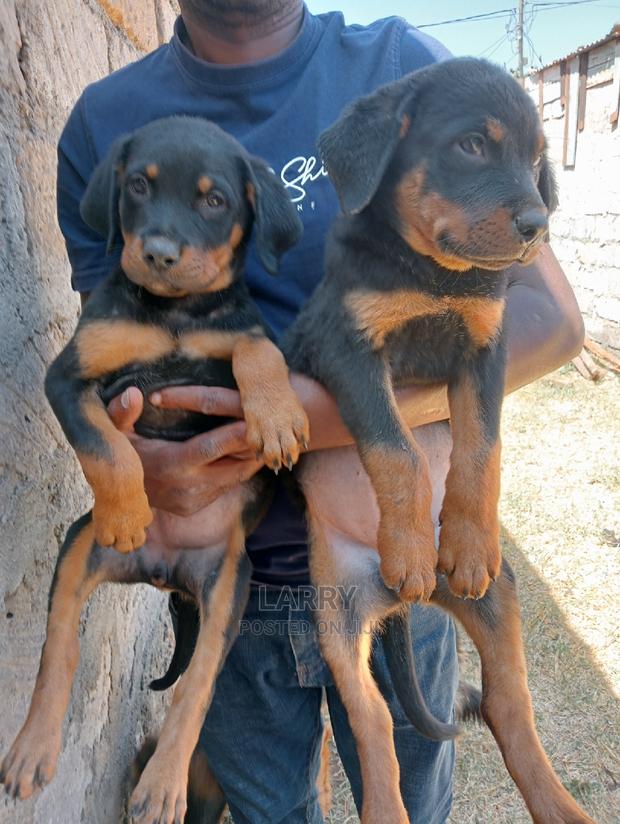 1-3 Months Female Purebred Rottweiler - main view