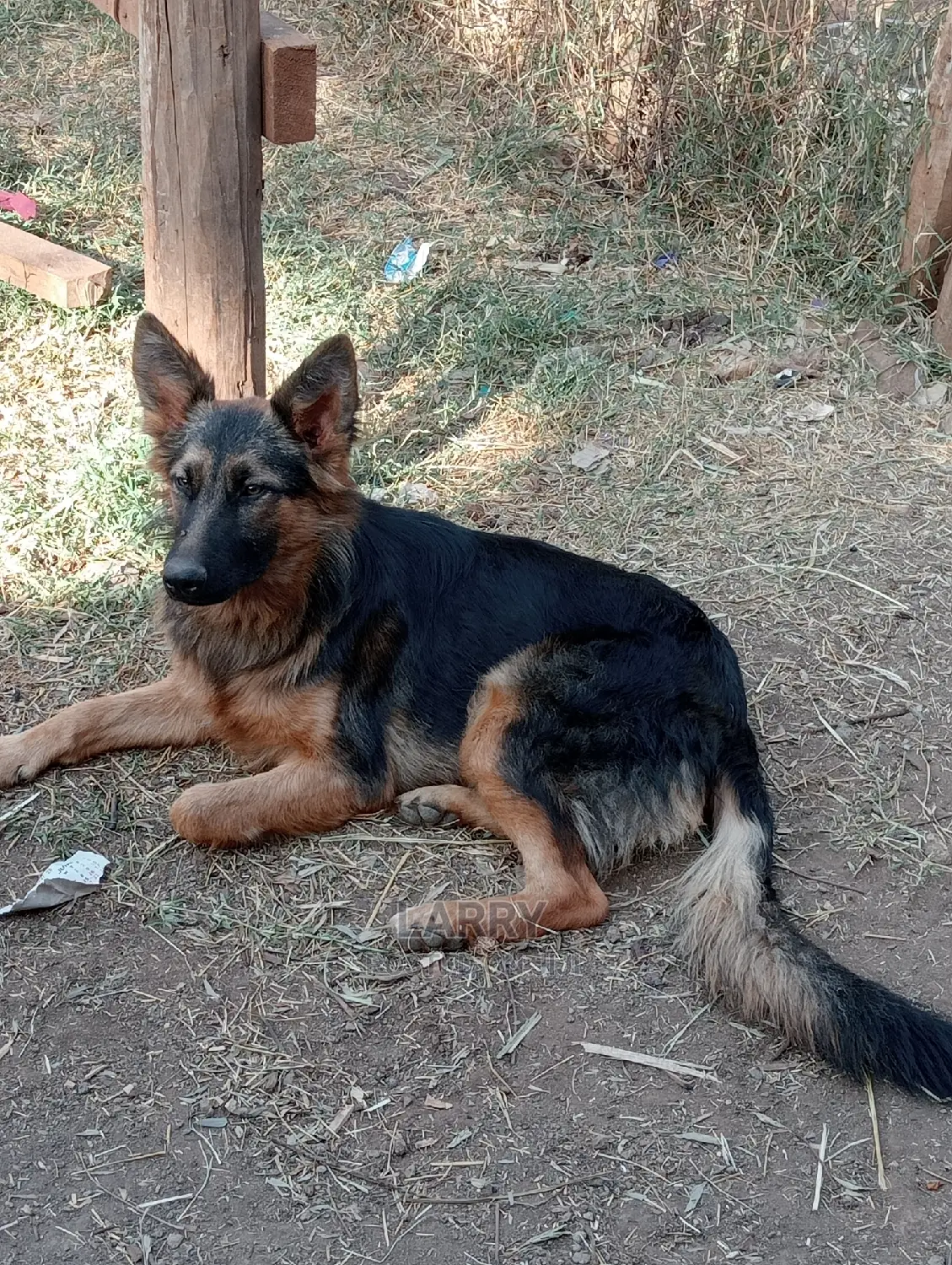 3-6 Months Female Purebred German Shepherd