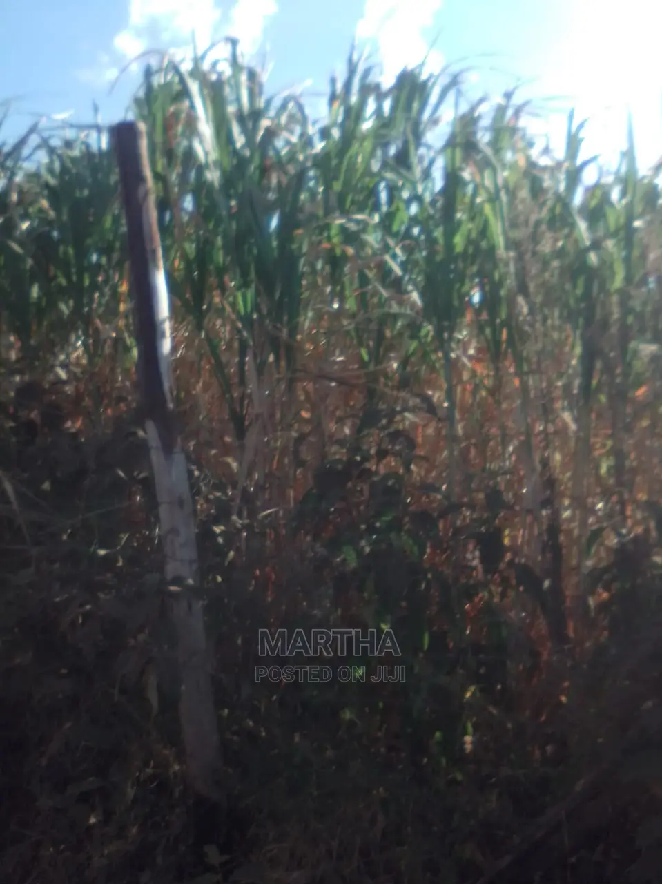 Thara,Napier Grass