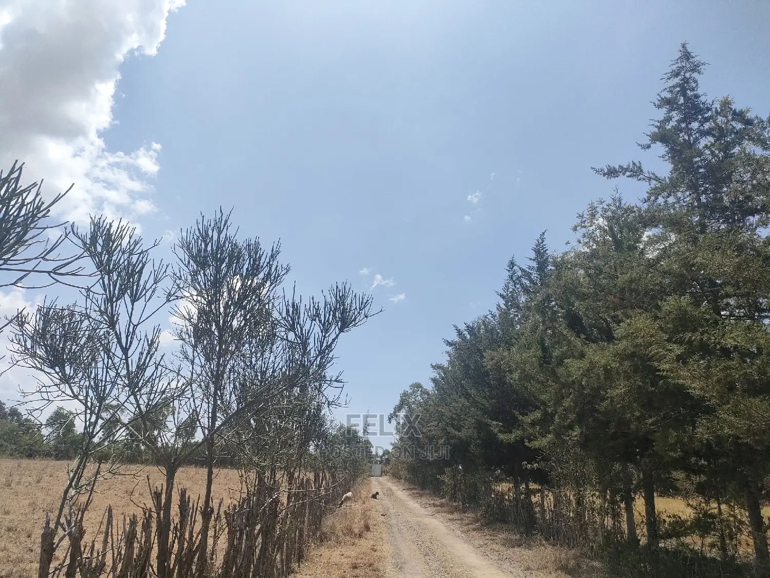 4 Acres Chaka/Narumoru ,Ndiriti