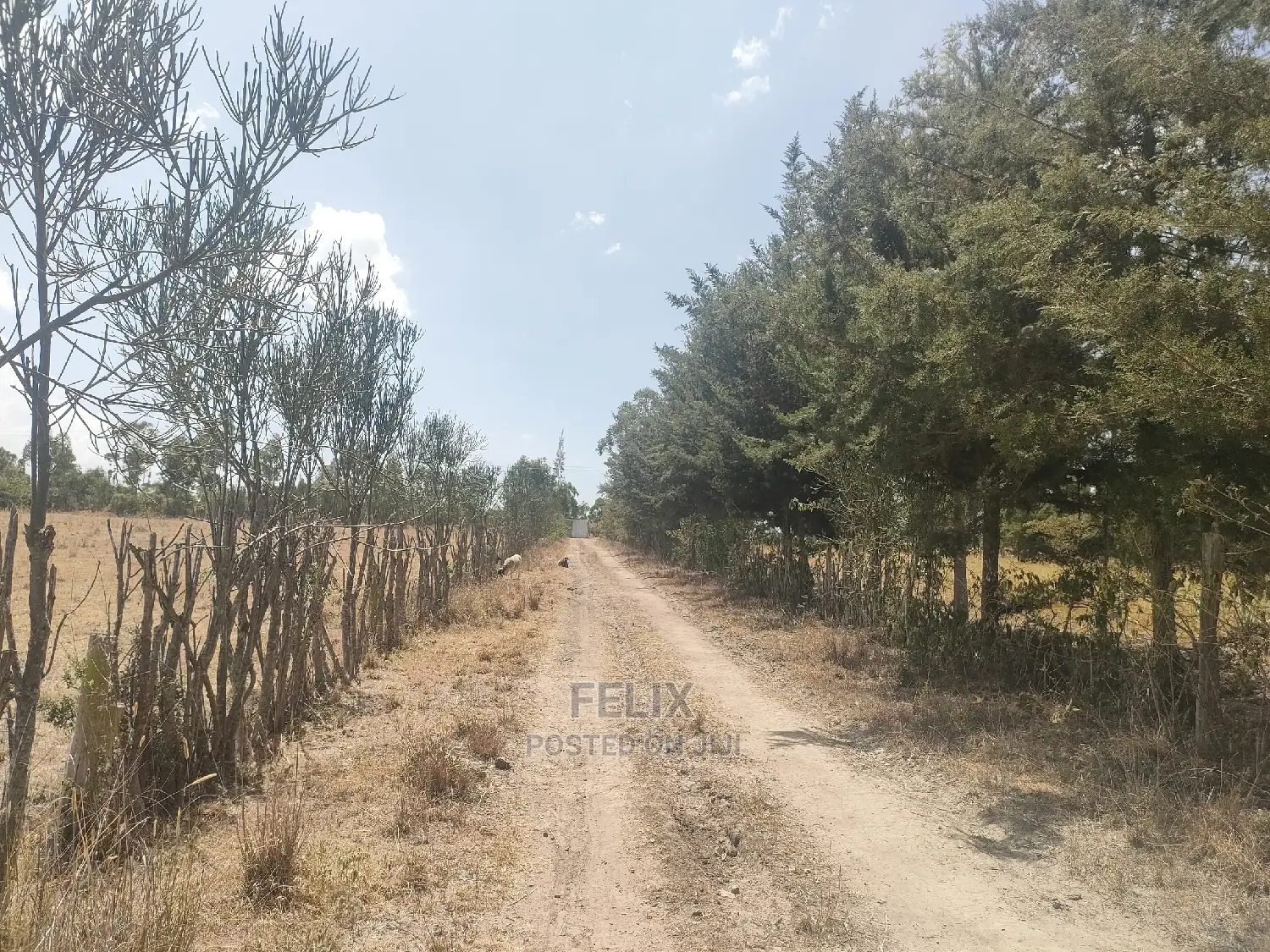 4 Acres Chaka/Narumoru ,Ndiriti