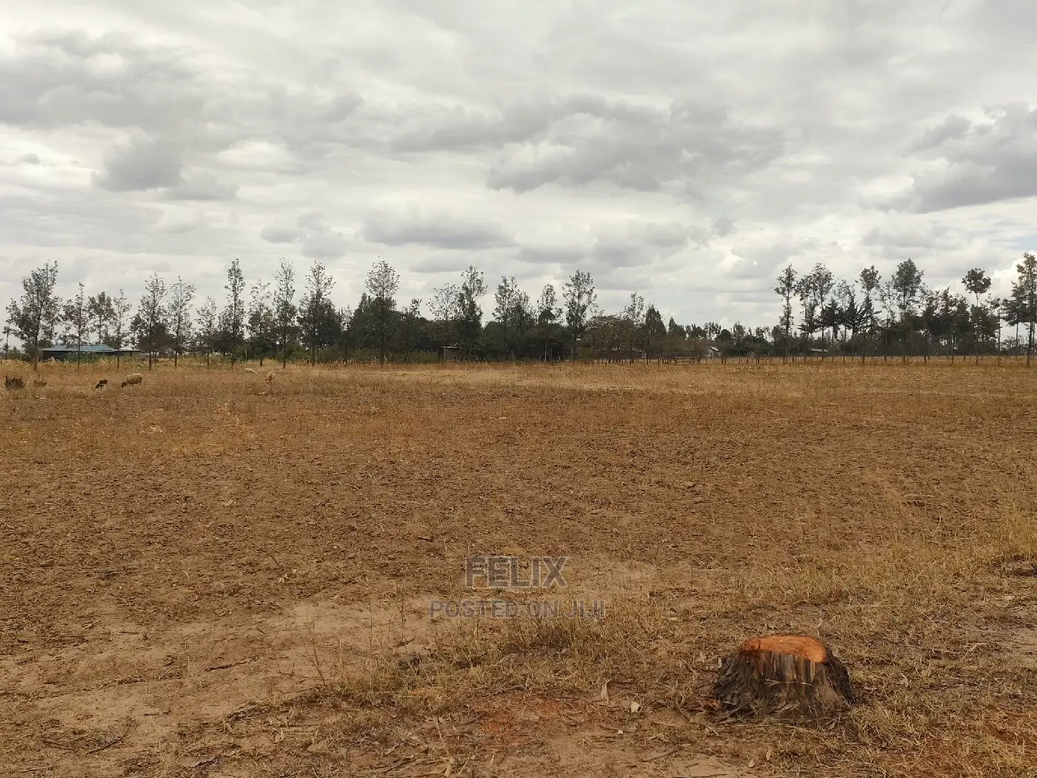 2 Acres Nanyuki/Ngarishia