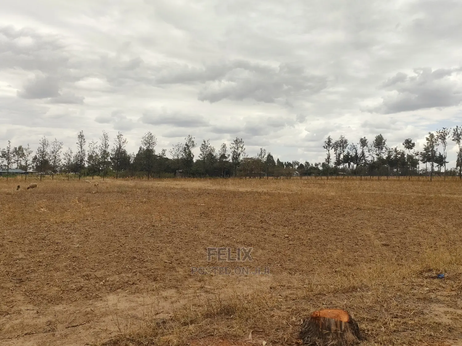 2 Acres Nanyuki/Ngarishia