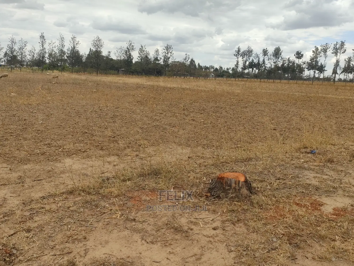 2 Acres Nanyuki/Ngarishia