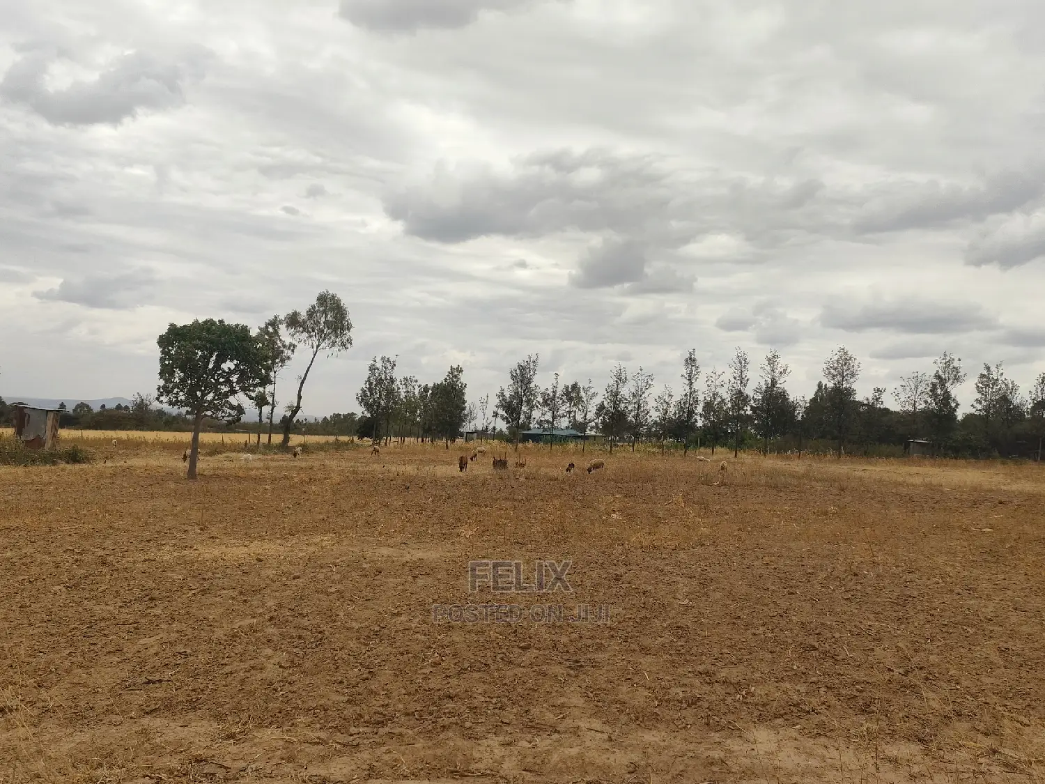 2 Acres Nanyuki/Ngarishia