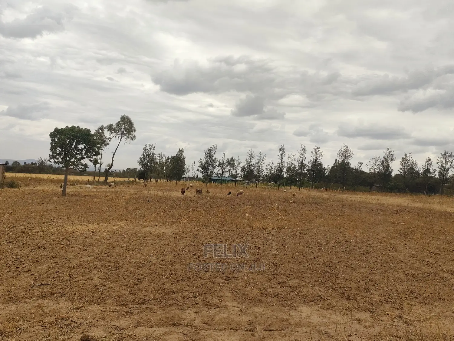 2 Acres Nanyuki/Ngarishia