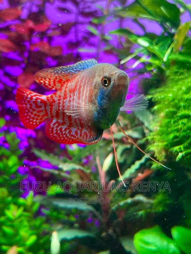 Dwarf Gourami