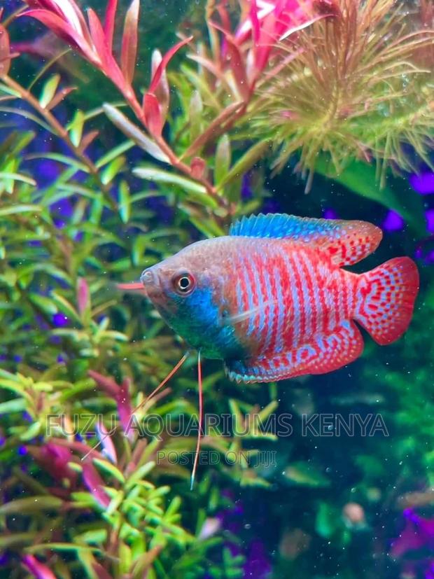 Dwarf Gourami - thumbnail 2
