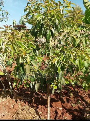 An Acre Of Land On Sale At Delview Thika