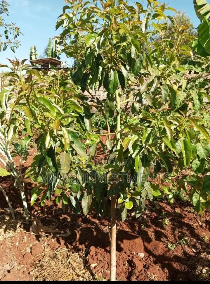 An Acre Of Land On Sale At Delview Thika
