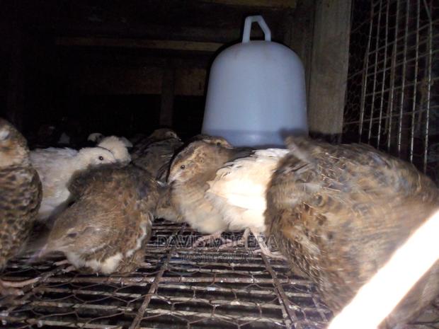 Mature Quails for Breeding Point of Lay Quails - main view
