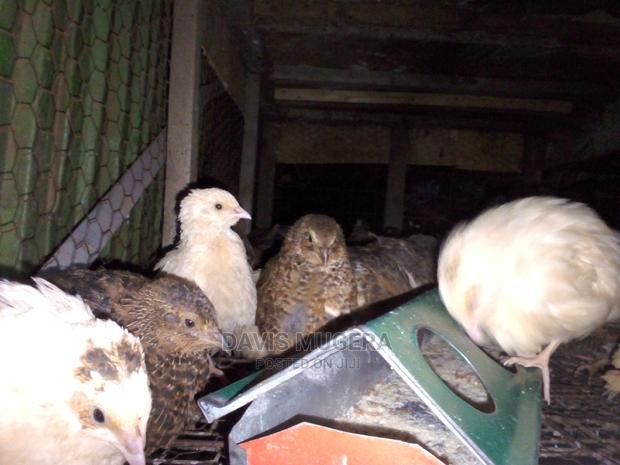 Mature Quails for Breeding Point of Lay Quails - thumbnail 2