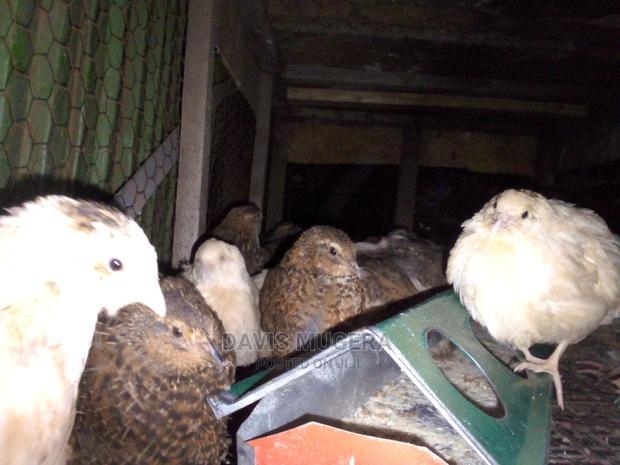Mature Quails for Breeding Point of Lay Quails - thumbnail 3