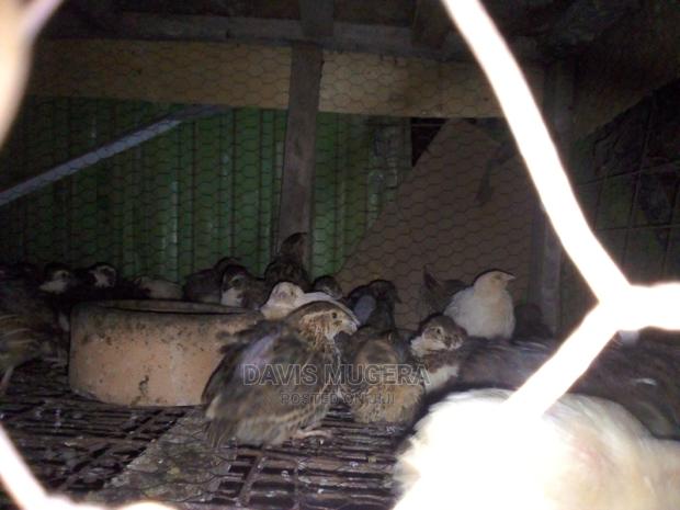 Mature Quails for Breeding Point of Lay Quails - thumbnail 5