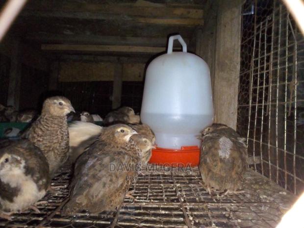 Mature Quails for Breeding Point of Lay Quails - thumbnail 4