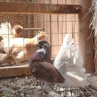 Christopher Kamau logo