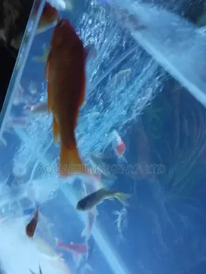 6" Aquarium Goldfish