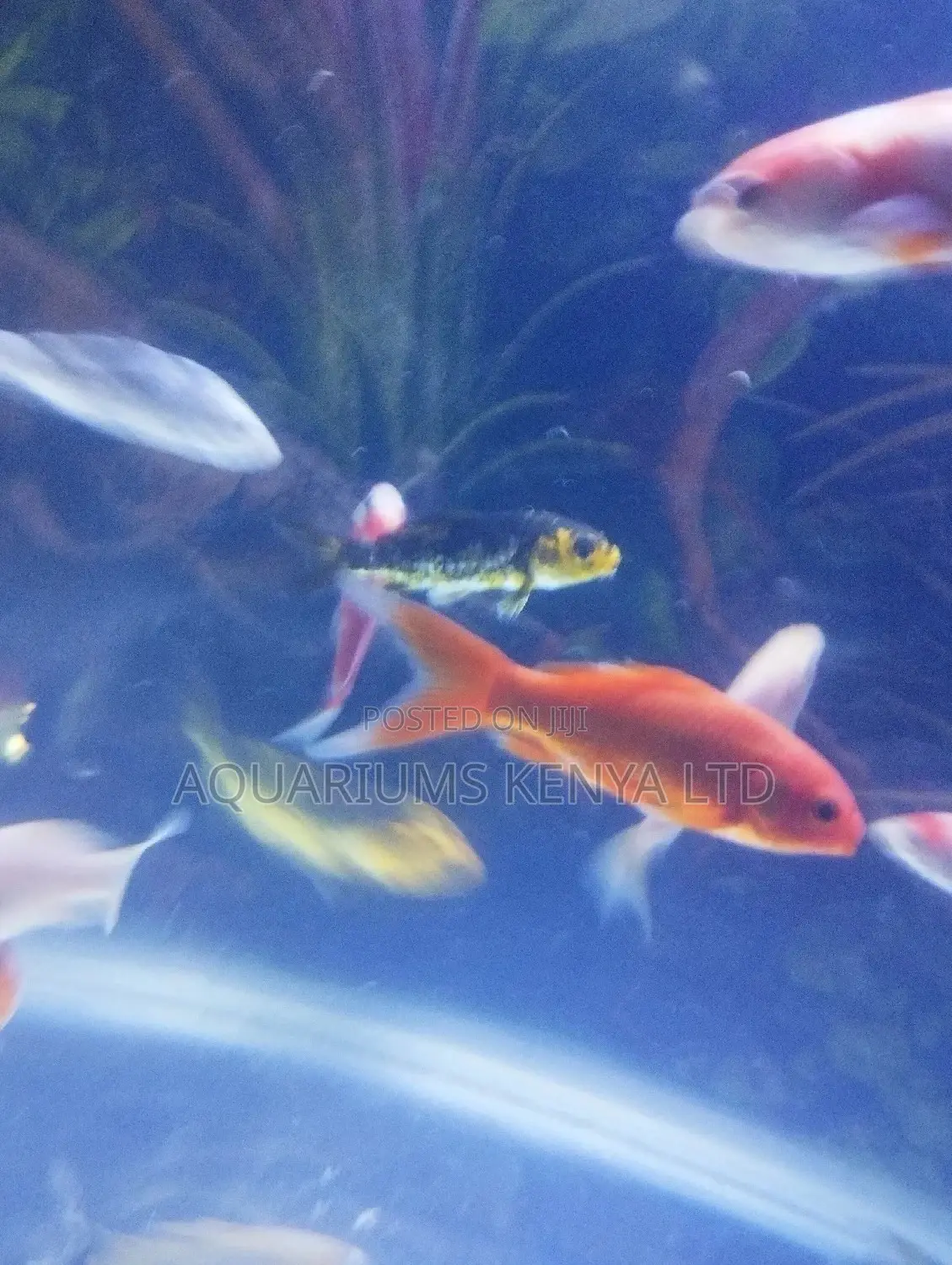 Active Aquarium Fish,Fish for Àquarium