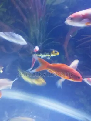 Active Aquarium Fish,Fish for Àquarium