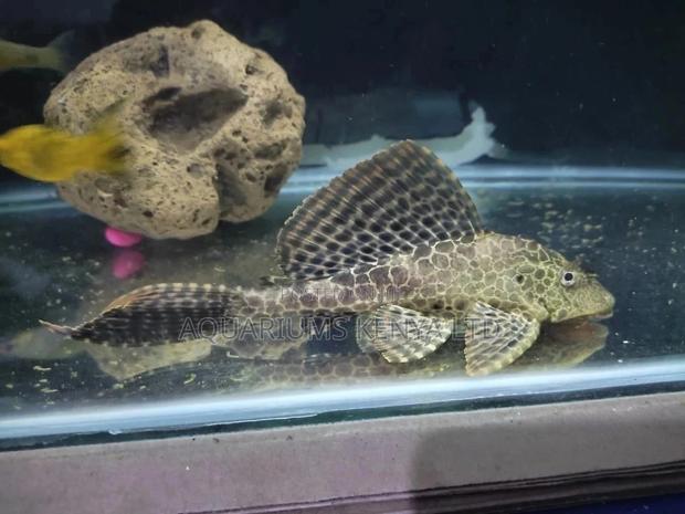 Aquarium Fish,Pleko,Catfish - main view