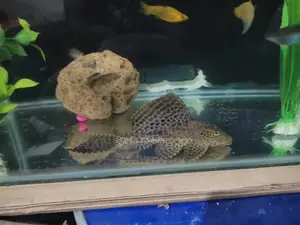 Fully Grown Pleko Aquarium Fish,Catfish