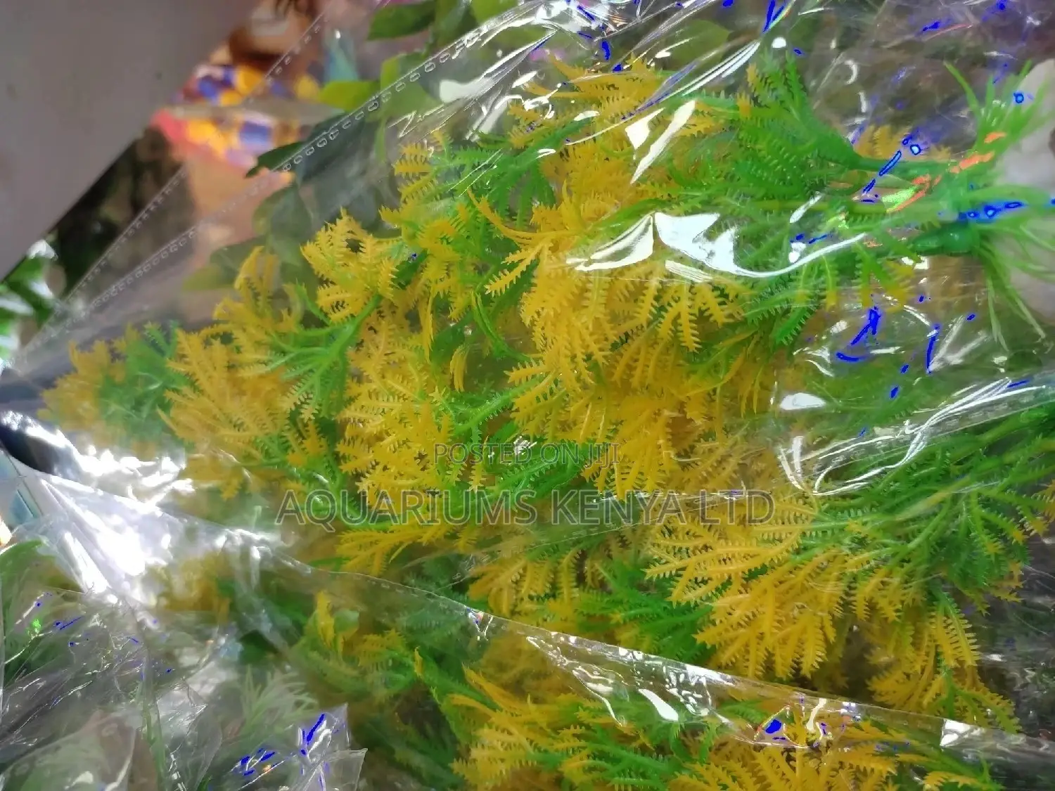 Yellow and Green Polish Plants , Aquarium Plants