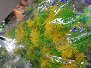 Yellow and Green Polish Plants , Aquarium Plants