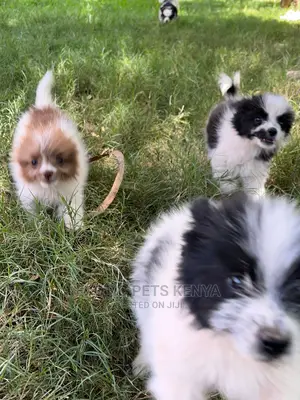 1-3 months Male Purebred Havanese