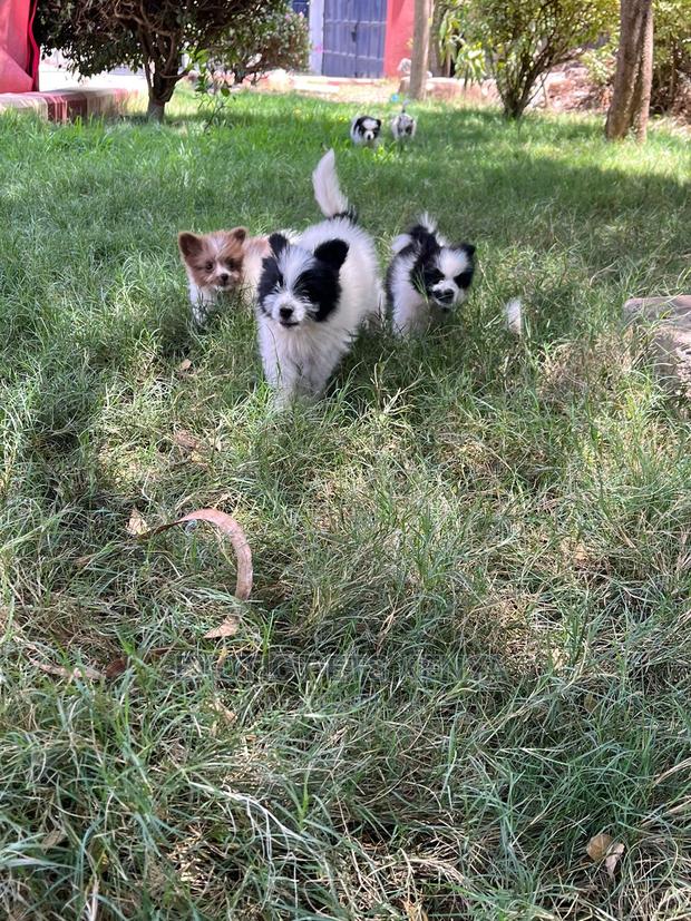 1-3 months Male Purebred Havanese - thumbnail 5