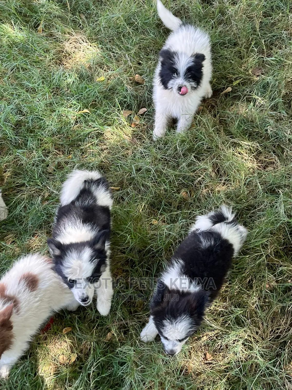 1-3 months Male Purebred Havanese