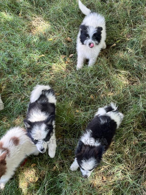 1-3 months Male Purebred Havanese - thumbnail 4