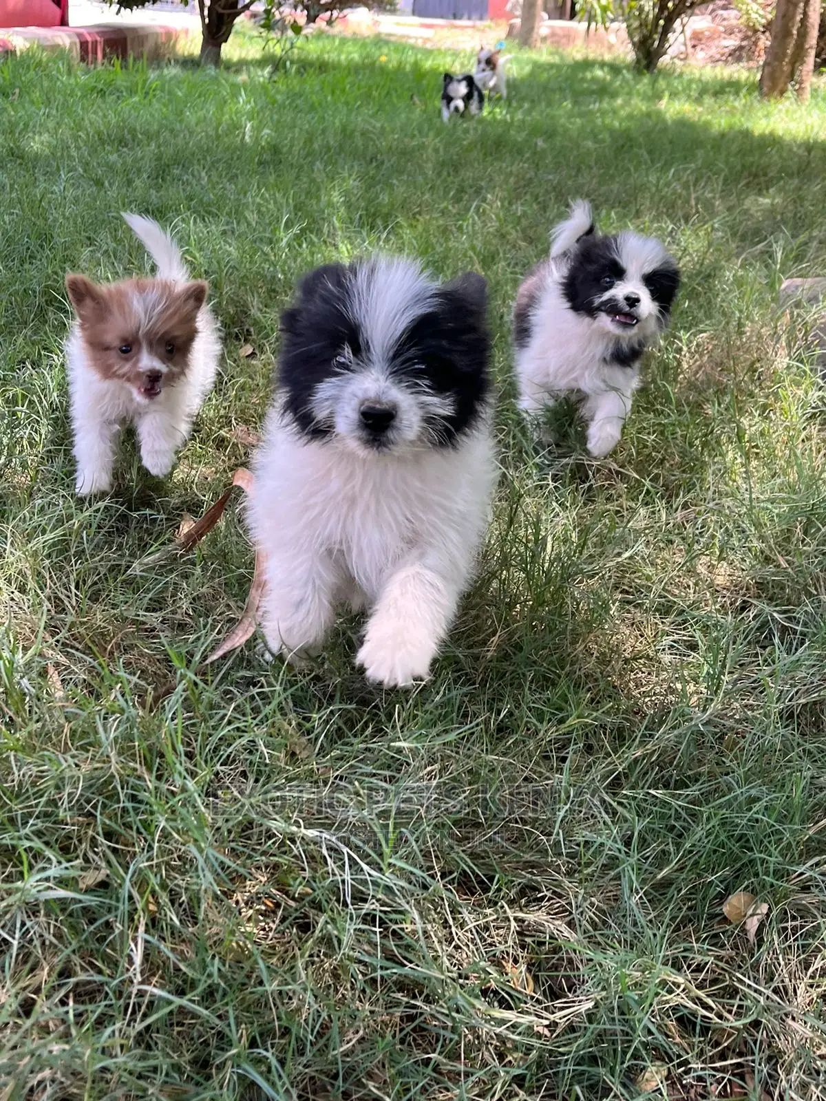 1-3 months Male Purebred Havanese