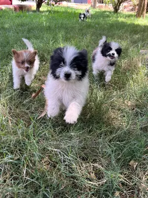 1-3 months Male Purebred Havanese