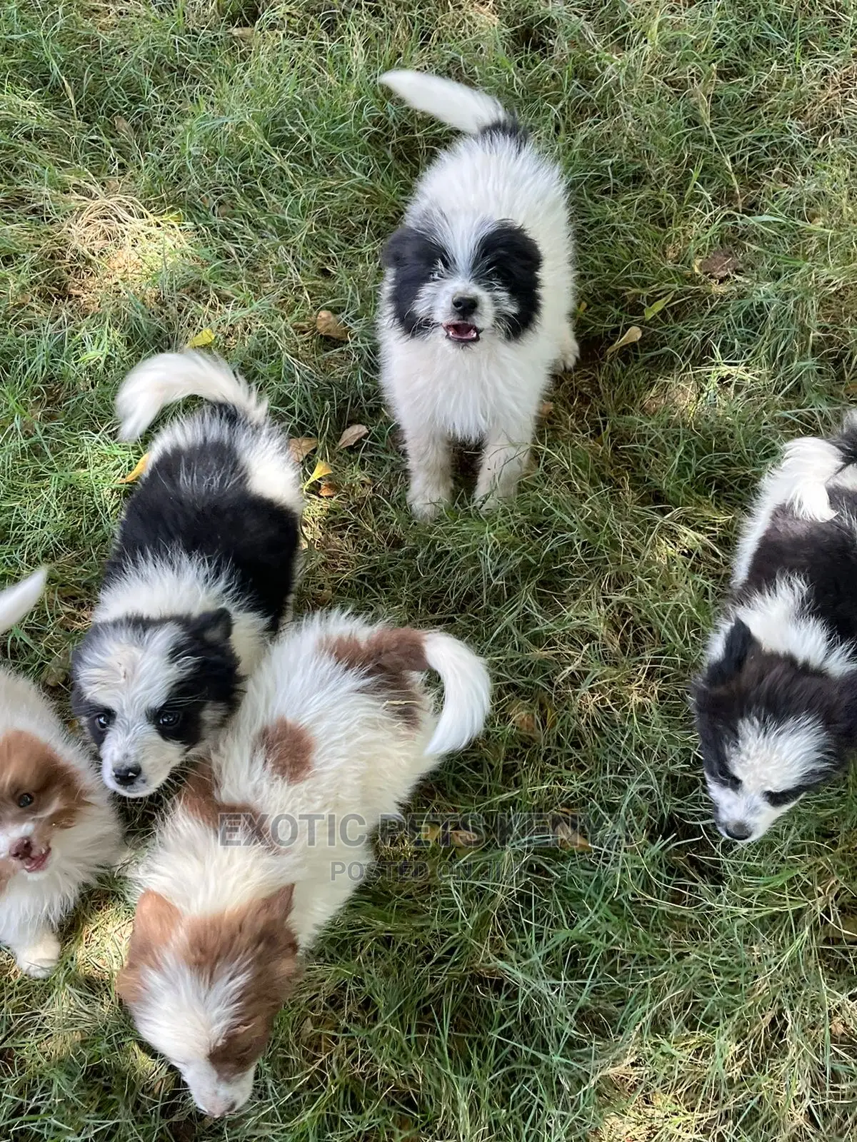 1-3 months Male Purebred Havanese