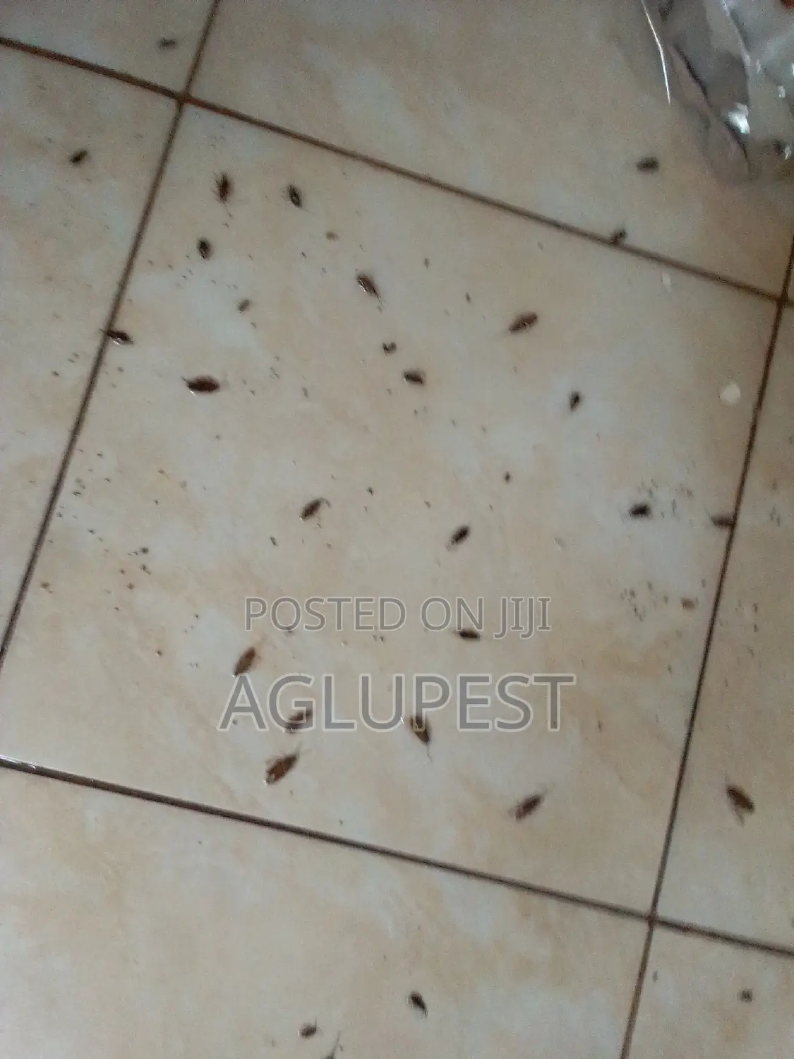 Fumigation ,Pest Control and Disinfection Services