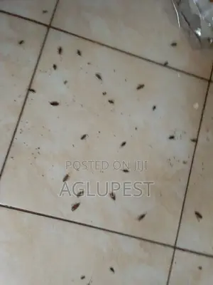 Fumigation ,Pest Control and Disinfection Services