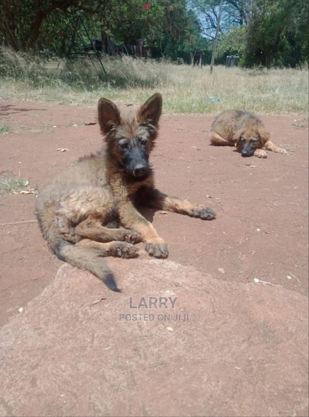 1-3 Months Female Purebred German Shepherd