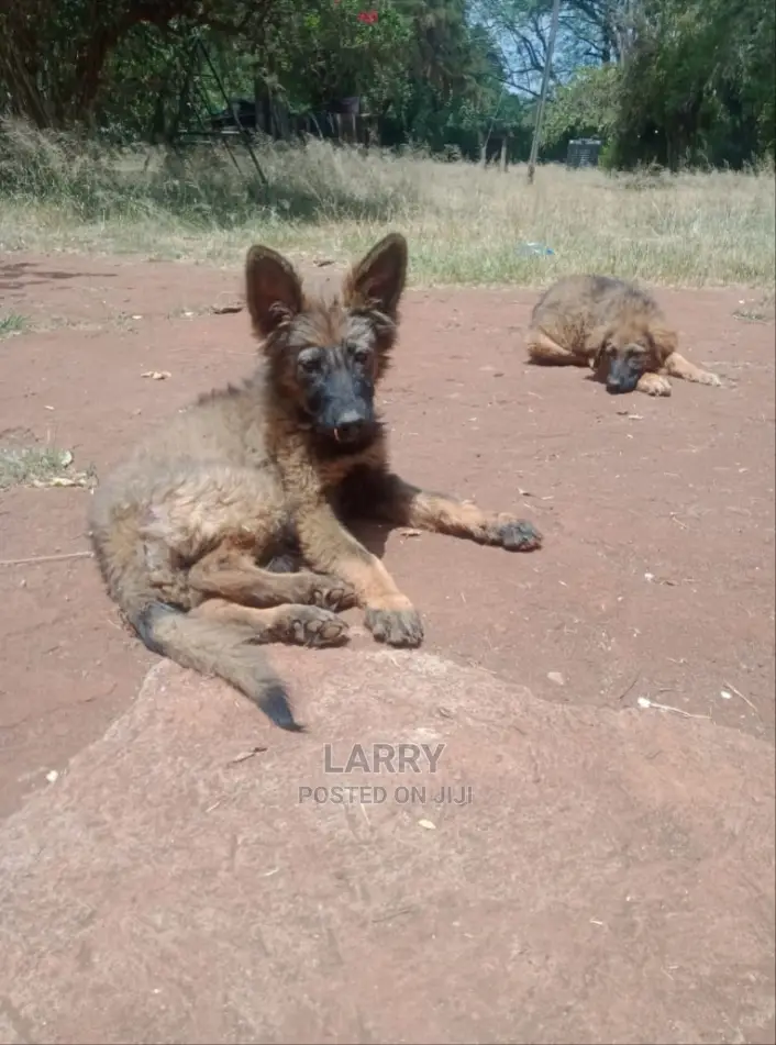 1-3 Months Female Purebred German Shepherd
