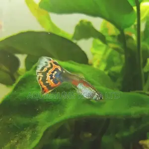 Male Moscow Guppies, Aquarium Fish