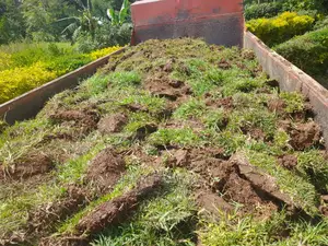 Exterior Designs and Interior Plants Scaping
