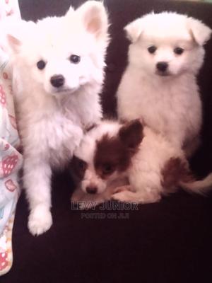 3-6 Months Male Purebred Maltese - thumbnail 2