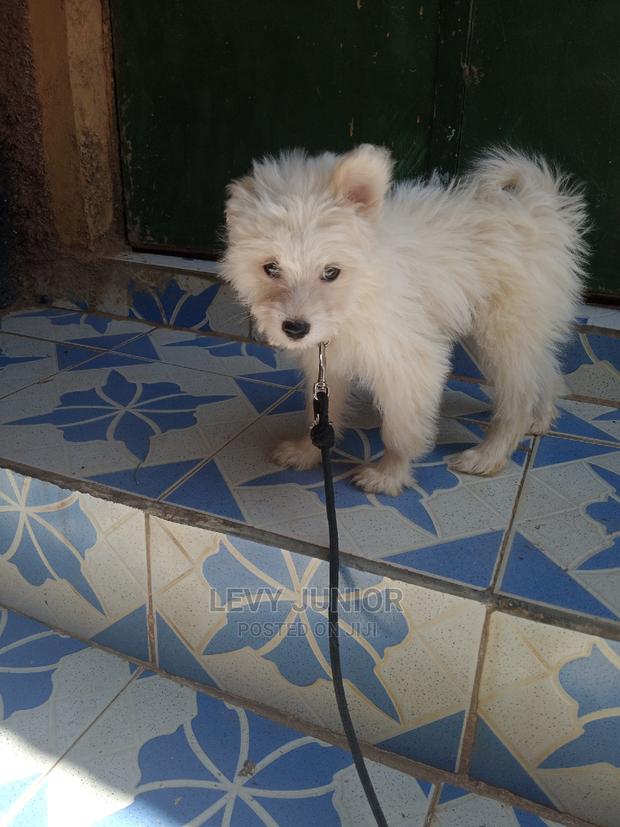 3-6 Months Male Purebred Maltese - thumbnail 4