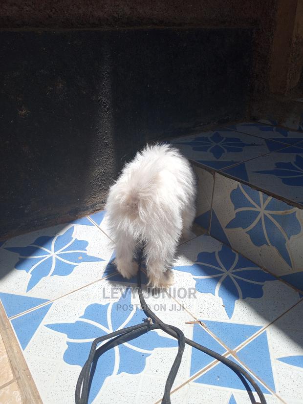 3-6 Months Male Purebred Maltese - thumbnail 5