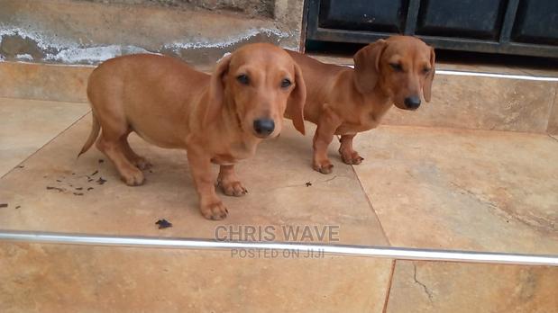 1-3 Months Male Purebred Dachshund