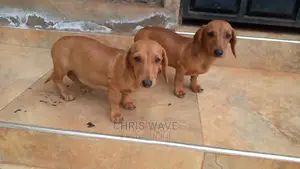 1-3 Months Male Purebred Dachshund