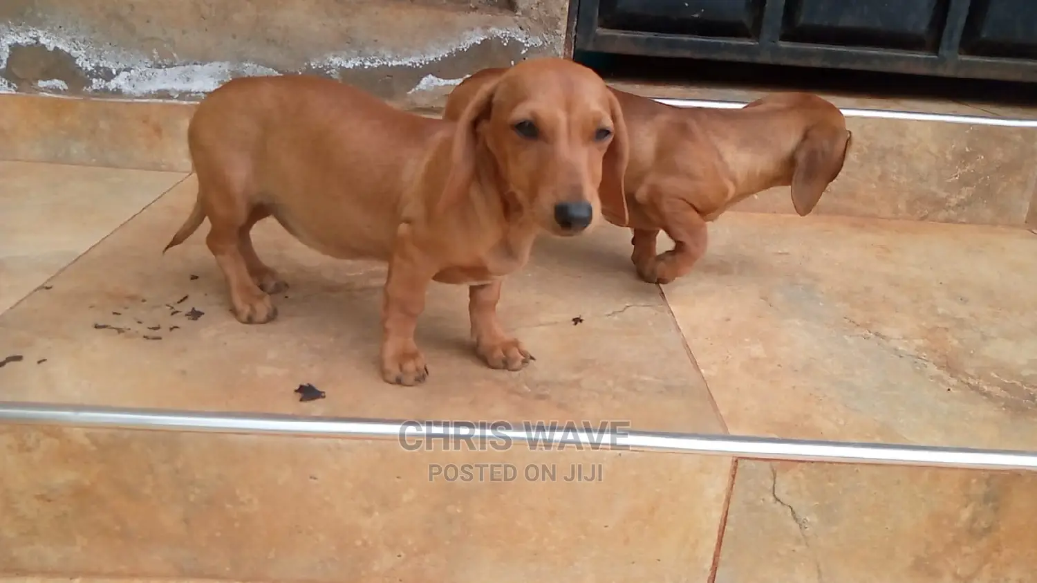 1-3 Months Male Purebred Dachshund