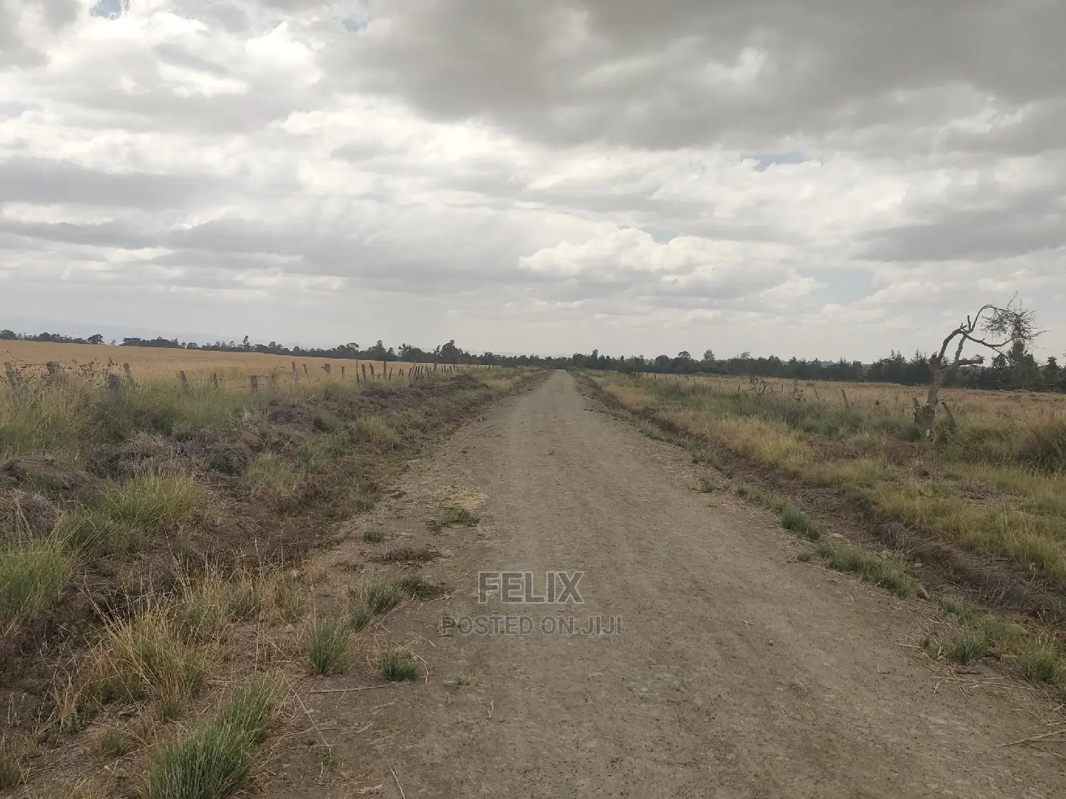 32 Acres Narumoru/ Blueline