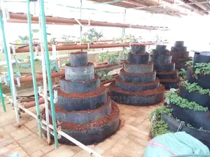 Vertical Gardens
